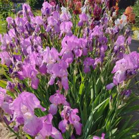iiris